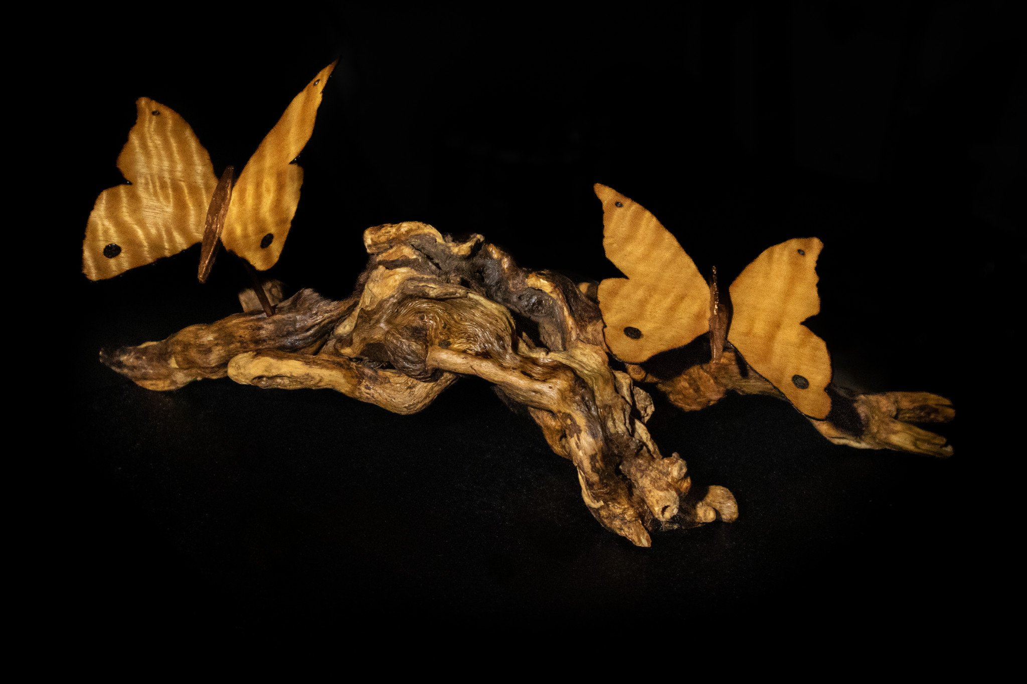 Copper_Butterflies Picture 000