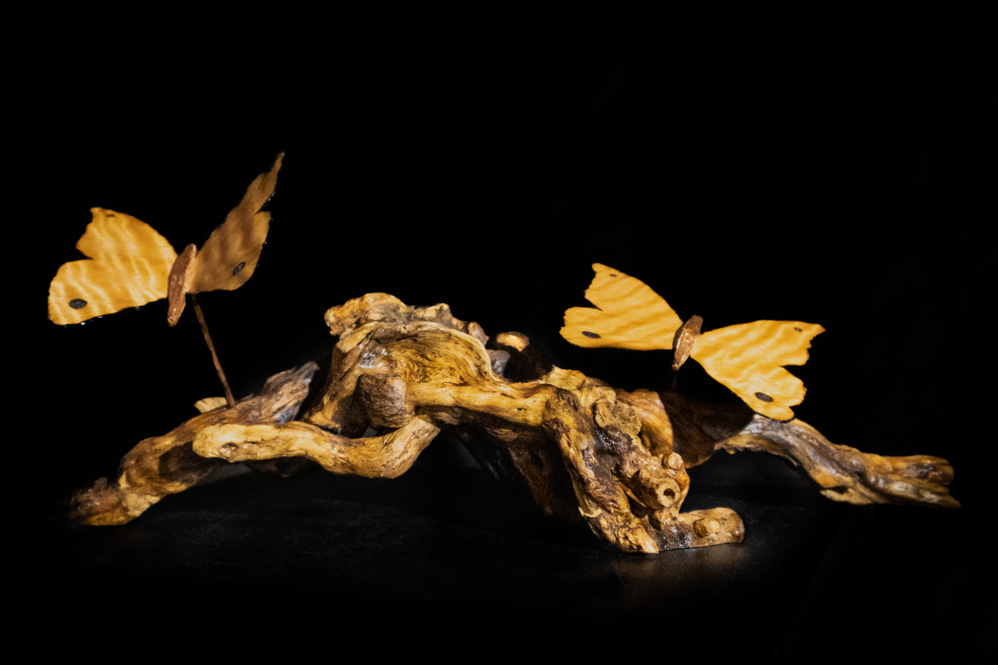 Copper_Butterflies Picture 001